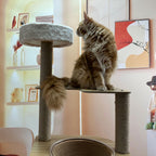 chat sur arbre a chat multi niveaux avec plateformes