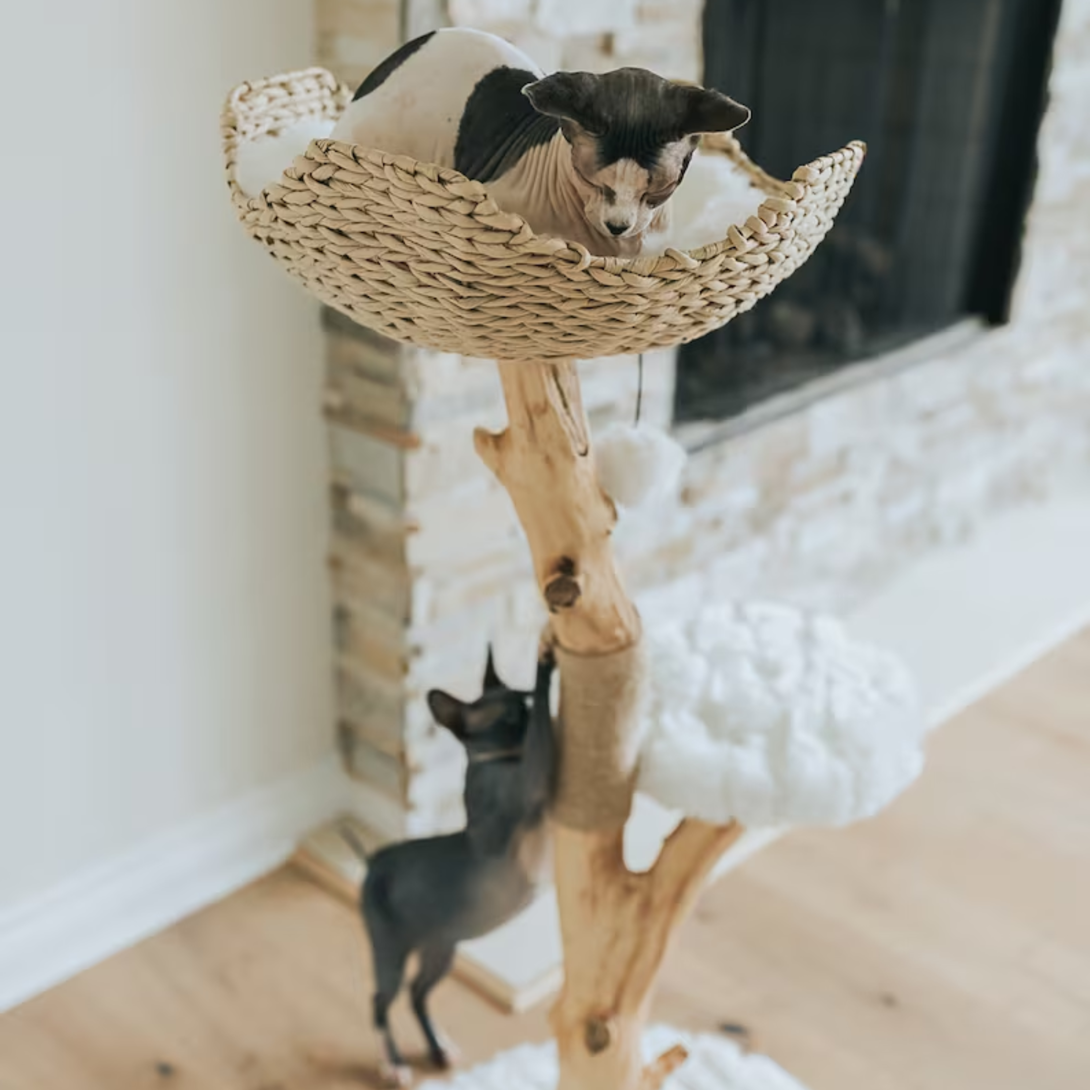 arbre a chat avec panier supérieur